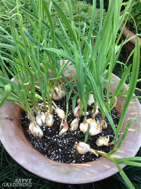 How To Grow Garlic In Pots The Best Method And Tips For Success