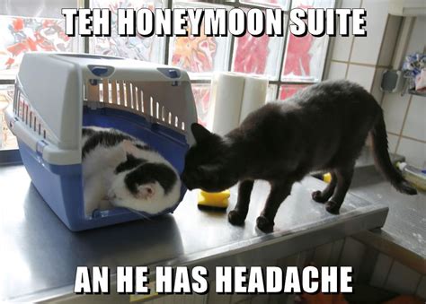 Teh Honeymoon Suite An He Has Headache Lolcats Lol Cat Memes Funny Cats Funny Cat