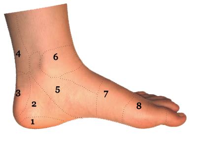 Unlike other low back problems, this type of pain does not travel into the buttock, legs and feet, or other areas of the body. Foot and Ankle Conditions by Area | Side View | Sol Foot & Ankle Centers