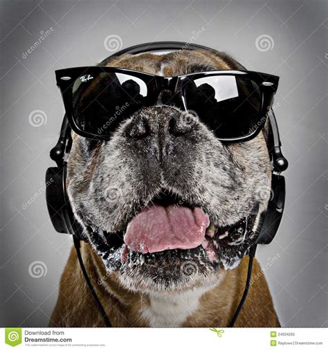 Cool Boxer Dog Stock Image Image Of Laid Dude