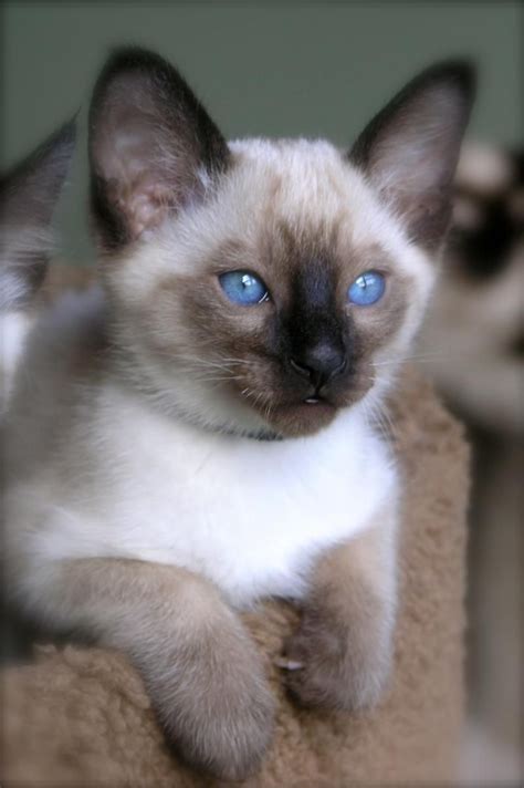 Classic Siamese Cats Siamese Kittens Cute Kittens Cats And Kittens