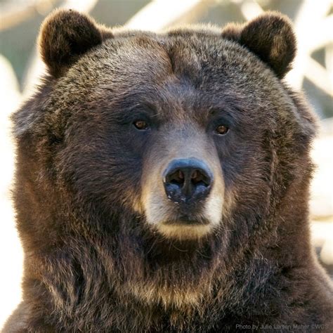 Pin By Johann Wukovits On Bären Bear Pictures Cute Wild Animals