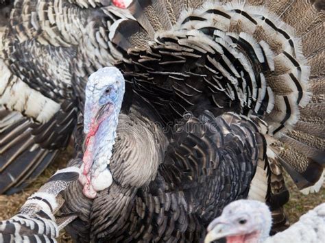 Organic Turkey Farming In Rural Stock Image Image Of Background