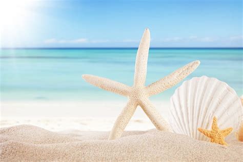 Seashells Beach Sand Sun Summer Shells Starfish Sea Hd