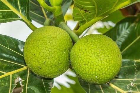 Breadfruit Το άγνωστο εξωτικό φρούτο που θεωρείται το νέο Superfood