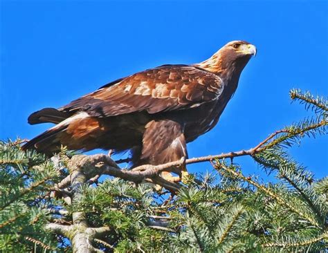 World Beautiful Birds Golden Eagle Amazing Facts And Pictures