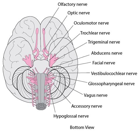 Overview Of The Cranial Nerves Brain Spinal Cord And Nerve Disorders Merck Manuals
