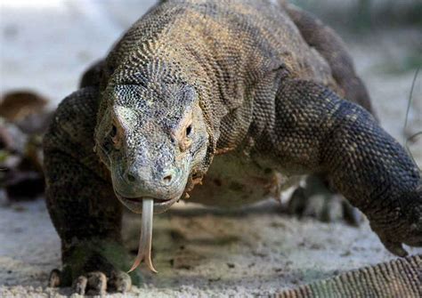 The comodo dragon browser was created by comodo security solutions for the windows 7 and 8/8.1 operating systems. Singaporean tourist bitten by Komodo dragon, Asia News ...