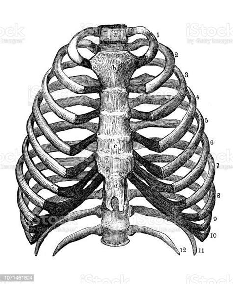 vetores de antiga ilustração da anatomia do corpo humano caixa torácica e mais imagens de
