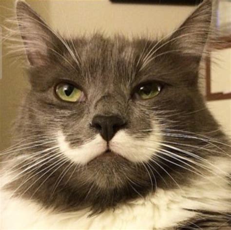 Moustache Cat Aww
