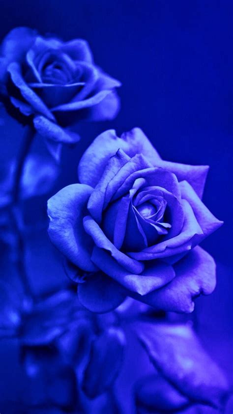Blue And Pink Rose Wallpapers 4k Hd Blue And Pink Rose Backgrounds