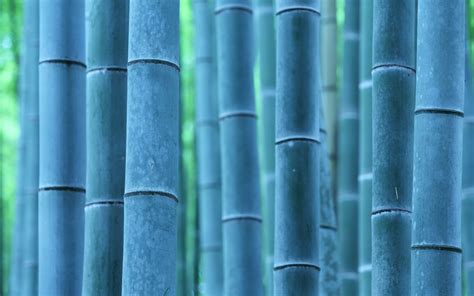 90 Bamboo Hd Wallpapers And Backgrounds