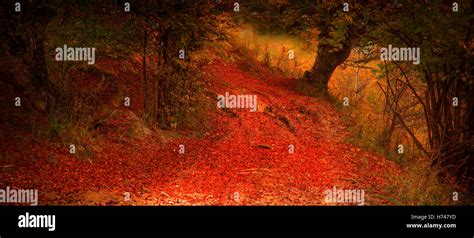 Fall Magic Road In The Mysterious Forest Stock Photo Alamy