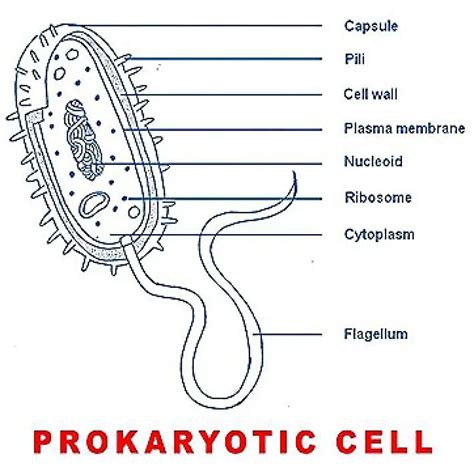 Simple Prokaryotic Cell Diagram