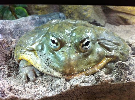 Giant African Bullfrog Pyxicephalus Adspersus These Large Frogs Are