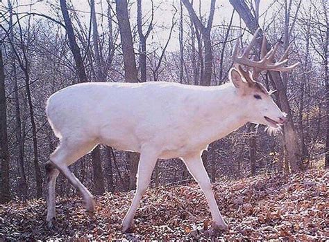 Legendary Buck Who Would Ever Whitetail Deer Pictures Big Deer