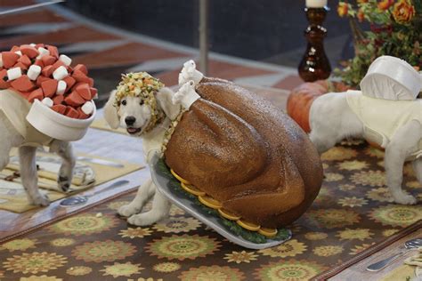 How To Throw A Thanksgiving Feast That Your Dog Will Love Dog