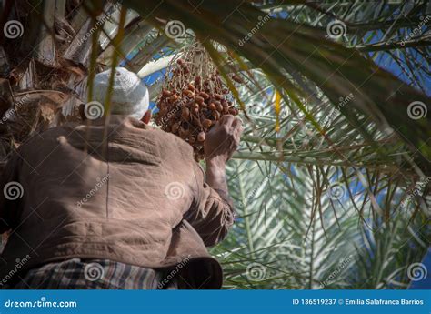 Moroccan Man Climbing A Palm Tree And Collecting Dates Stock Image