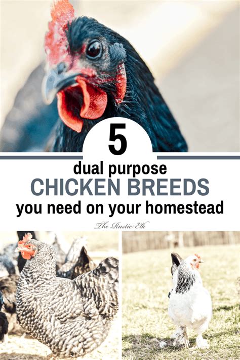7 Heritage Chicken Breeds For Your Homestead Chicken Breeds Heritage