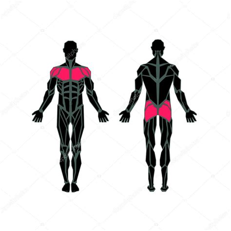 Polygonal Anatomy Of Male Muscular System Exercise And Muscle Guide