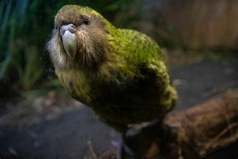 Kākāpō Flightless Parrot From New Zealand