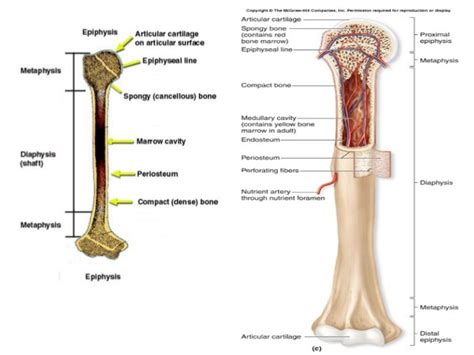 The epiphysis is the rounded end of a long bone, at its joint with adjacent bone(s). Long Bone Labeled Epiphysis : Proximal Epiphysis Long Bone ...