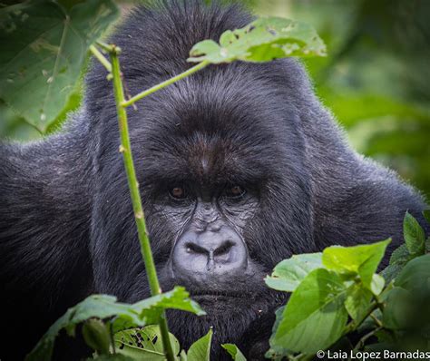 How To Photograph Mountain Gorillas In The Congo Wanders Miles