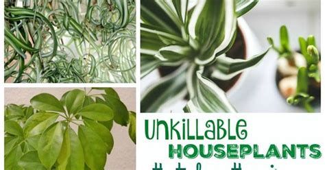 Unkillable Houseplants That Clean The Air Houseplants Plants And Gardens