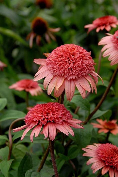 Raspberry Cone Flower Perennial Gardening Ideas And Tips Pinterest