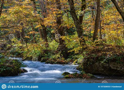 Oirase Stream In Sunny Day Beautiful Fall Foliage Scene In Autumn