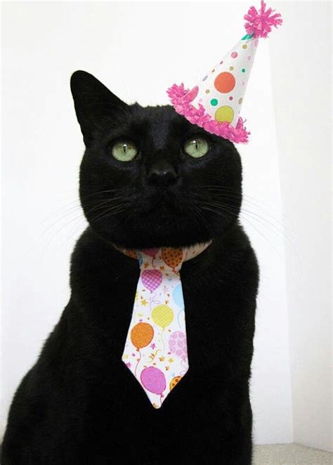 Black Cat Birthday Petbirthdays Happy Birthday Cat Cat Birthday