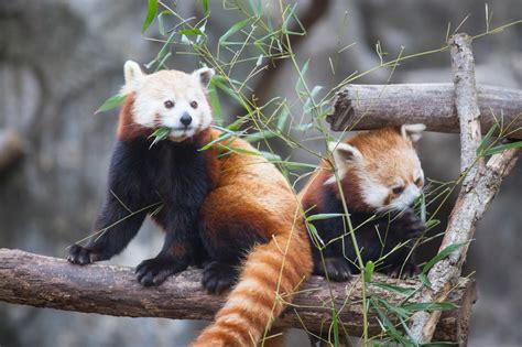 Caring For Red Pandas Stories From A Real Life Zoo Guardian