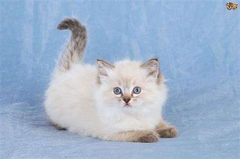 They assume that breeding cats is an easy part time job that anyone can do. Ragdoll Cat Breed Information, Buying Advice, Photos and ...