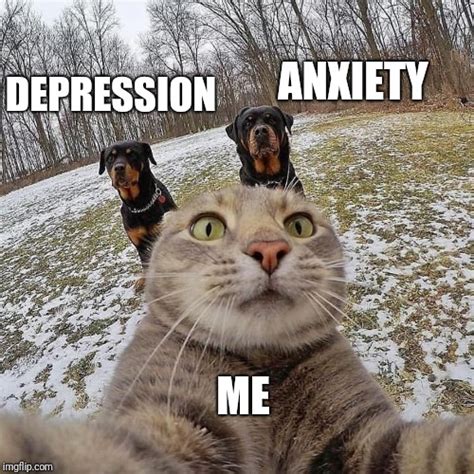 Image Tagged In Animalsdepressionanxiety Imgflip