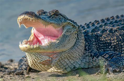 Wallpaper Alligator Crocodile Aquatic