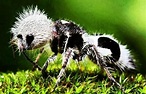 boredpandaphography: Top 10 Beautiful Photography Panda Ant Animals