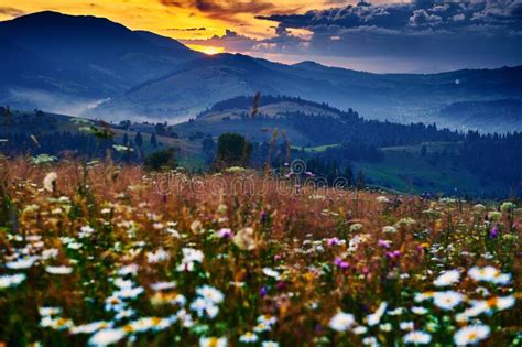 Wildflowers Meadow And Beautiful Sunset In Carpathian Mountains