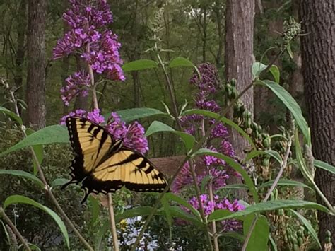 How And When To Prune Buddleia Butterfly Bushes Dengarden