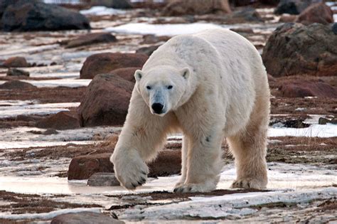Everett Man Goes To Arctic To Photograph Polar Bears Up