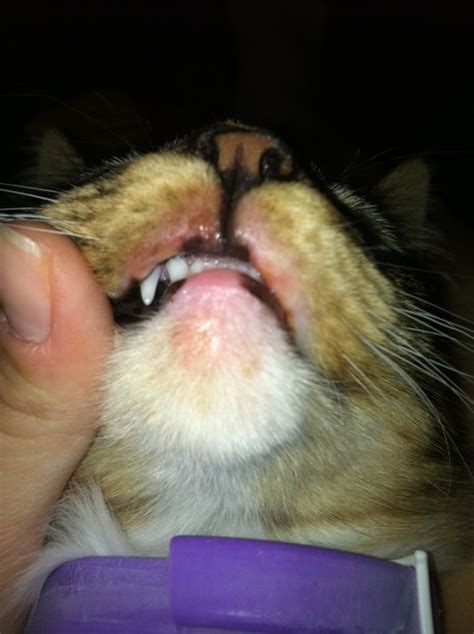 Last night when my 2 year old cat was looking up, i noticed her bottom lip was red and swollen, almost shiny in appearance, but it doesn't look ulcerated like a sore, just fat. Swollen Bottom Lip Cat | Liptutor.org
