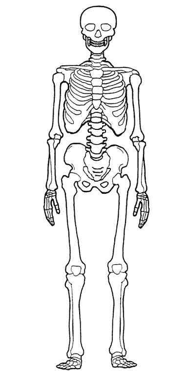 Imágenes Del Esqueleto Humano Para Colorear Esqueleto Humano