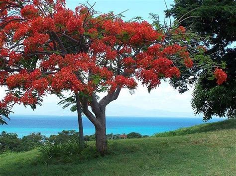 Flamboyan Tree Puerto Rico Poinciana Flowering Trees Royal Poinciana