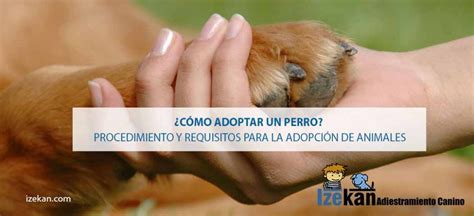 ¿cómo Adoptar Un Perro Procedimiento Necesario Blog Izekan