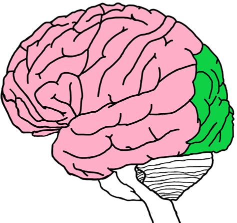 Occipital Lobe Art Sphere Inc