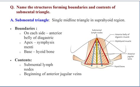 Submandibular Space Anatomy