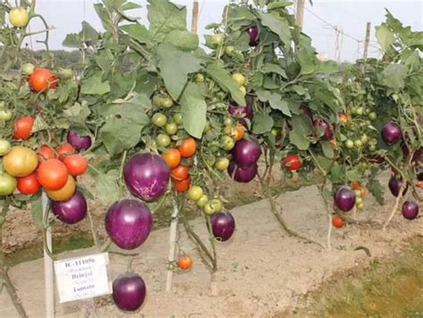 Scientists Develop Brimato A Hybrid Vegetable Thats Grown On A