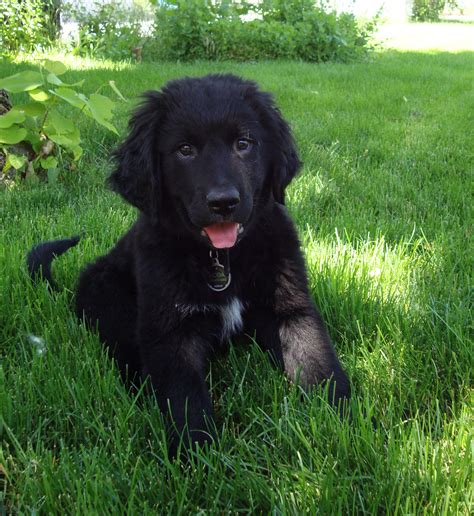 Bernese Mountain Dog Golden Retriever Mix Puppy