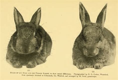 It is not hard to tell male from female, but it is easy to make a mistake if you don't examine the bunnies carefully. Rabbit Dimorphisms - Jeff Thompson