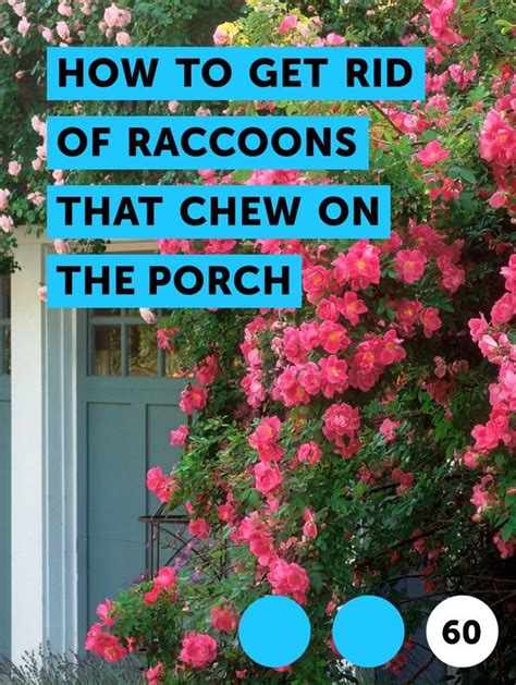 Zoysia is notoriously hard to get rid of. How to Get Rid of Raccoons That Chew on the Porch | Tree growth, Cedar trees, Lemon tree