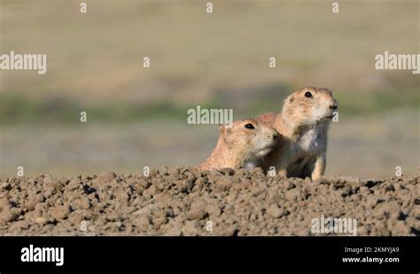 At Its Burrow At Grasslands National Park Stock Videos And Footage Hd